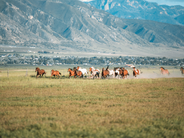 Broncs vs. Mustangs: Habitat