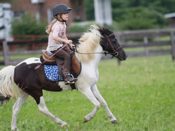 Kids Ride Miniature Horses