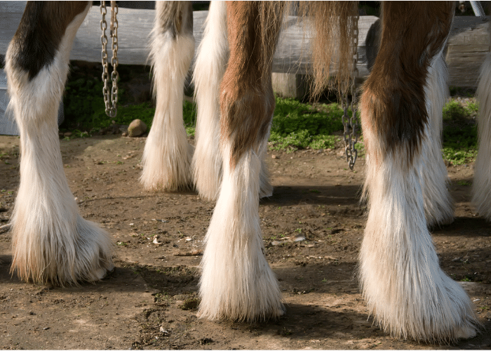 25 Types of Horses With Hairy Feet