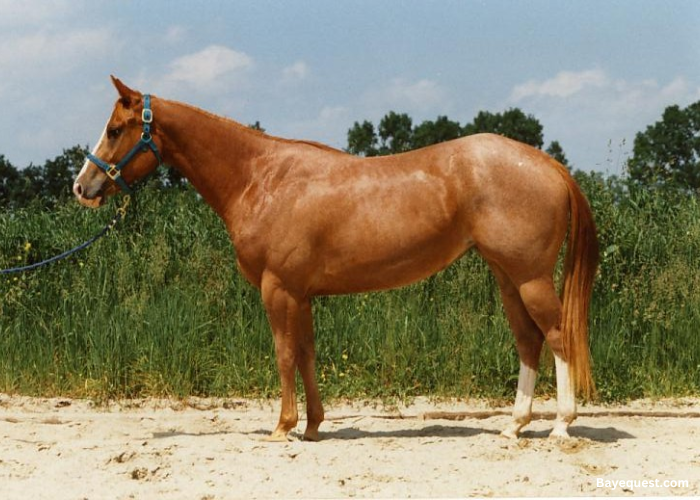 American Quarter Horse