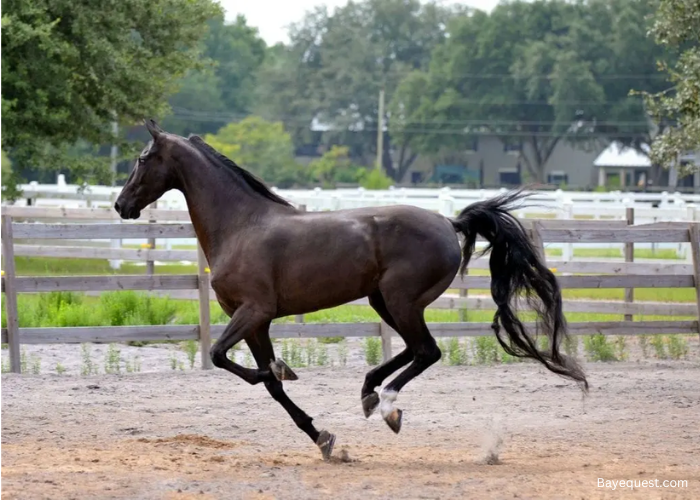 American Saddlebred