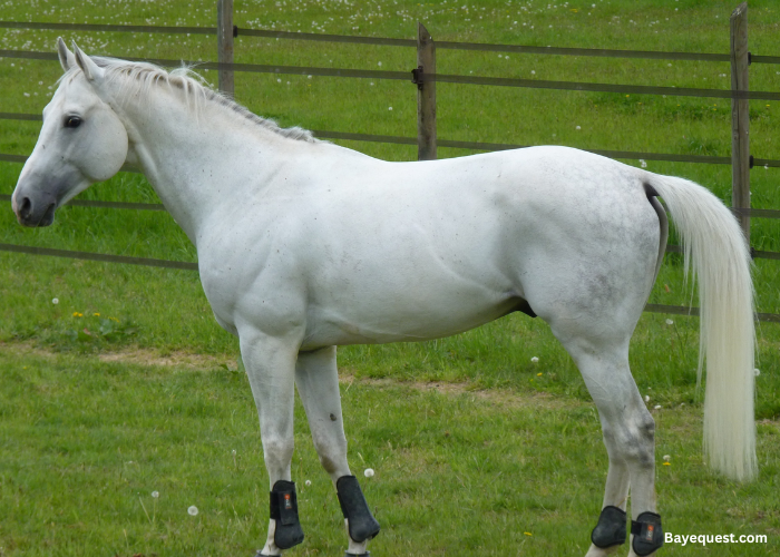 Anglo Arabian 