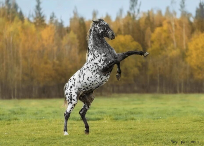 Appaloosa horse