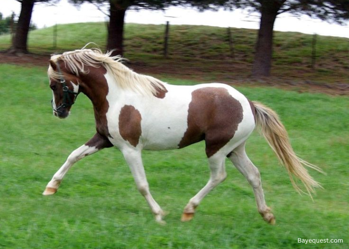 Australian Pony