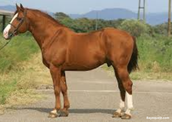 Belgian Warmblood