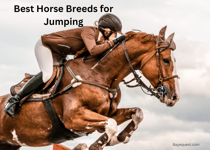 Best Horse Breeds for Jumping