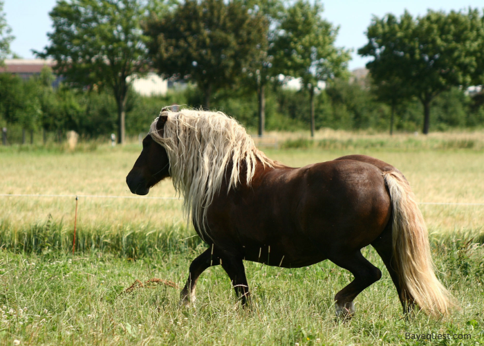 Black Forest Horse