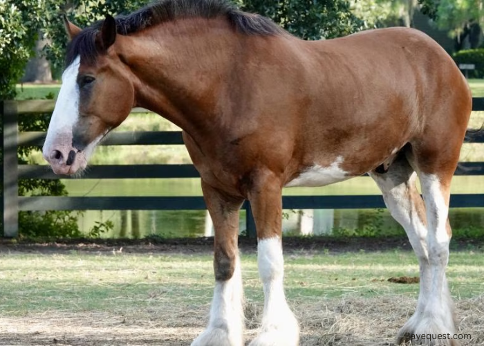 Clydesdale Horse