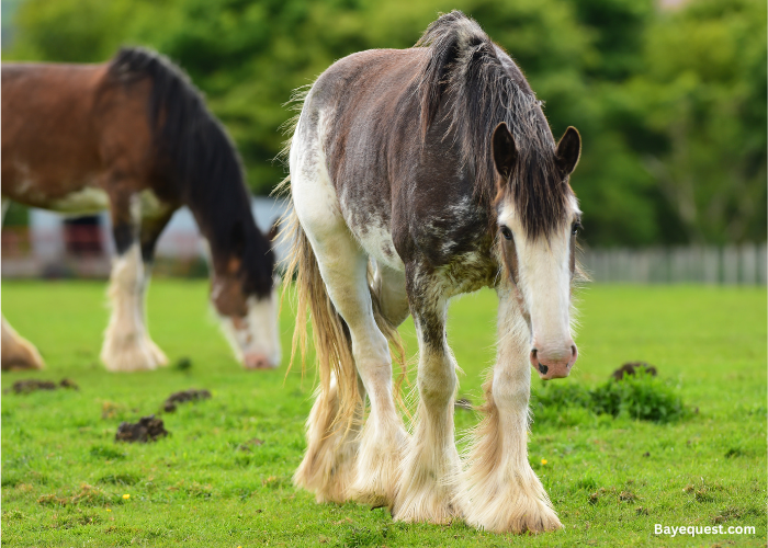 Clydesdale