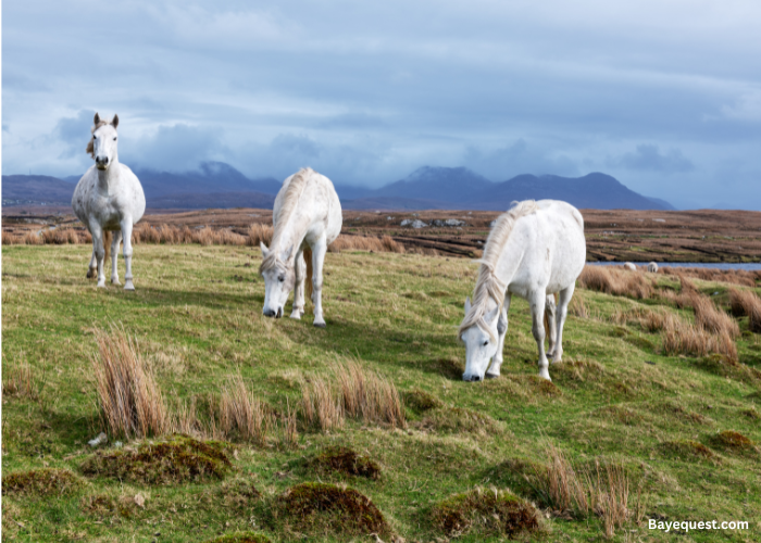 Connemara 