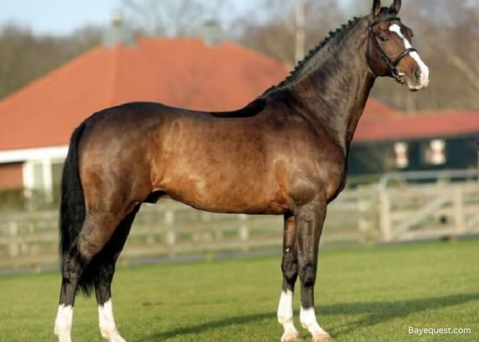 Dutch Warmblood