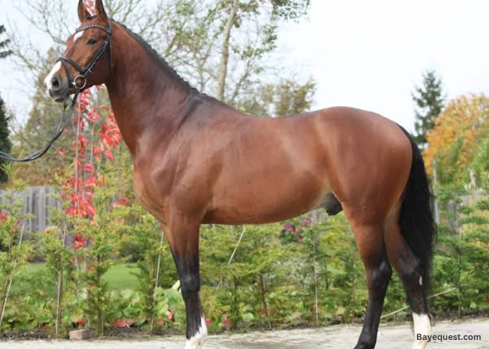 Dutch Warmblood