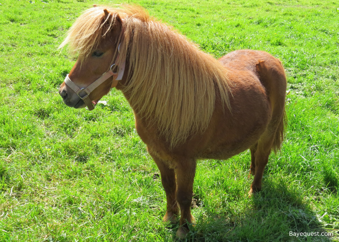 Fell Pony