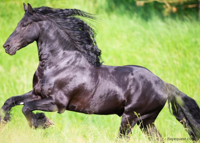 Friesian Horse