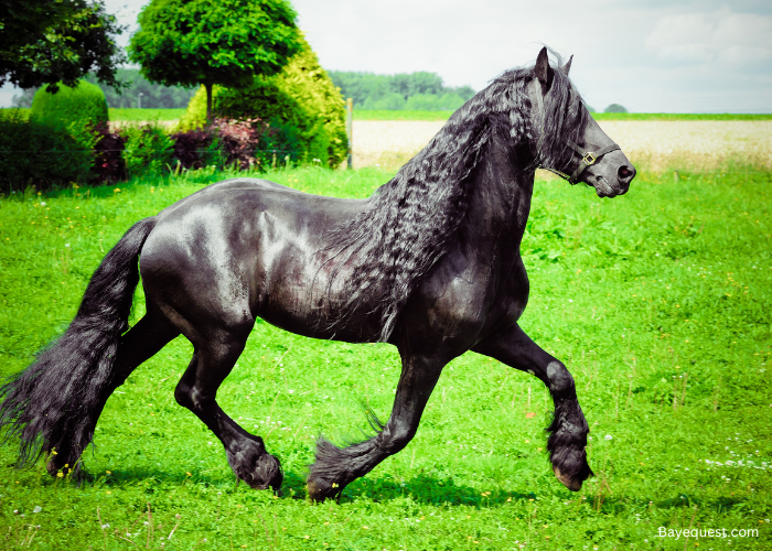 Friesian Sporthorse