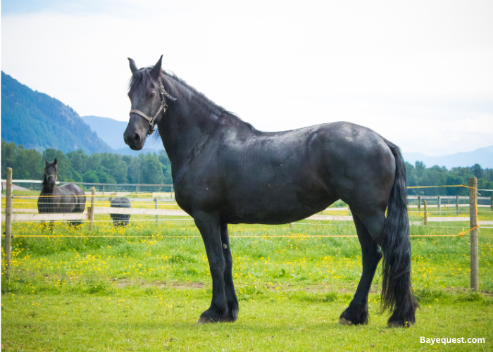 Friesian
