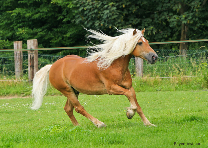 Haflinger horse