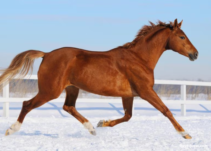 Hanoverian Horse