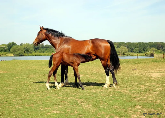 Hanoverian