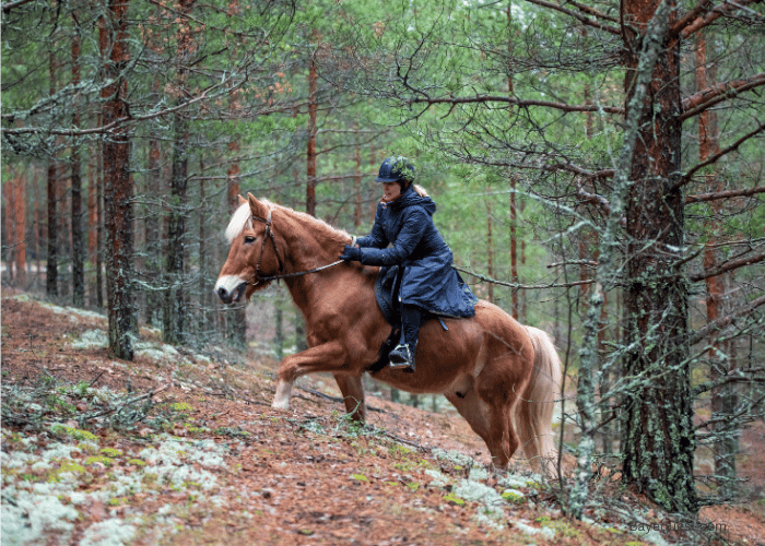Horseback Riding Equipment List