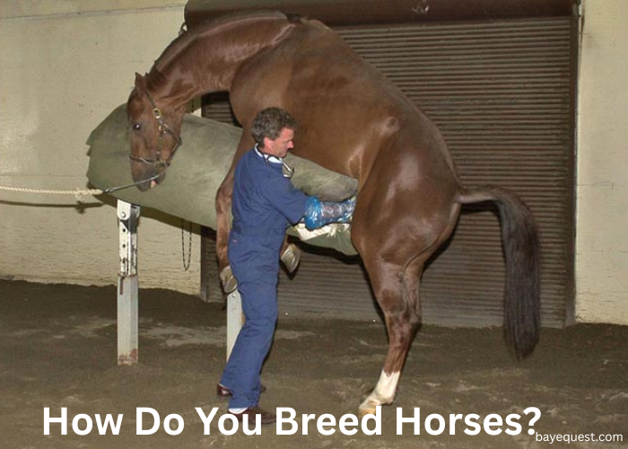 Breeding Mare: How Do You Breed Horses?