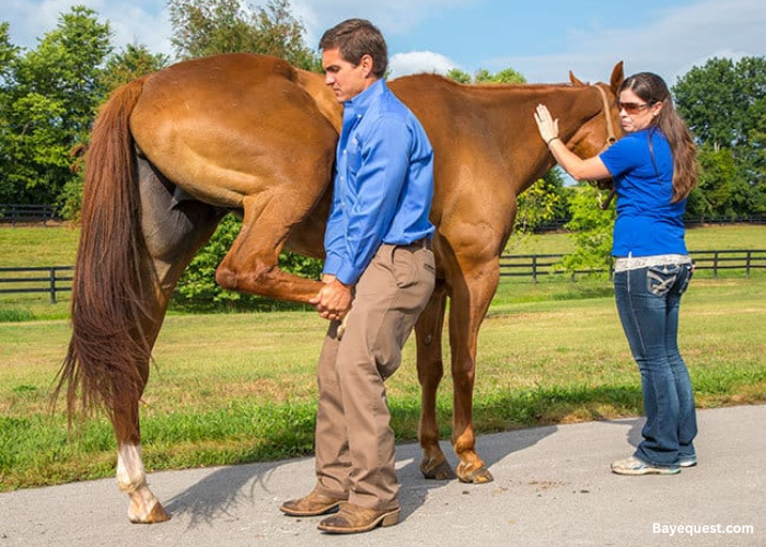 How Do You Treat Arthritis in Horses