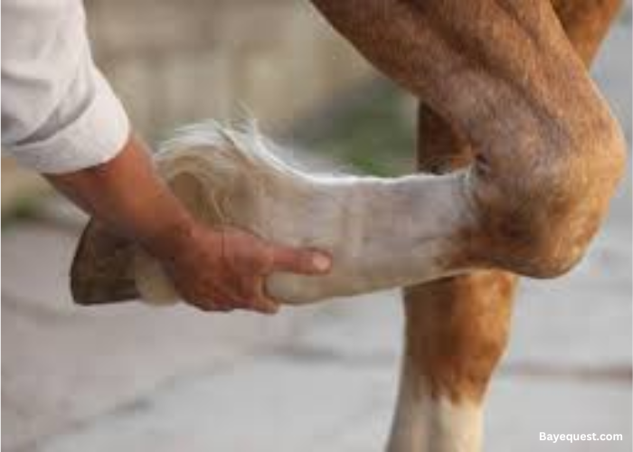 How Do You Treat Arthritis in Horses