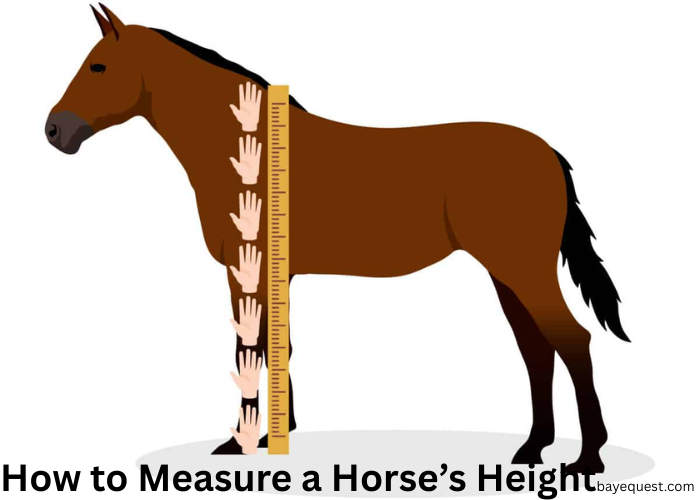 How to Measure a Horse's Height