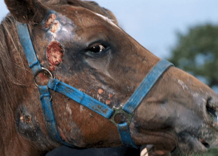 How to Treat Strangles in Horses