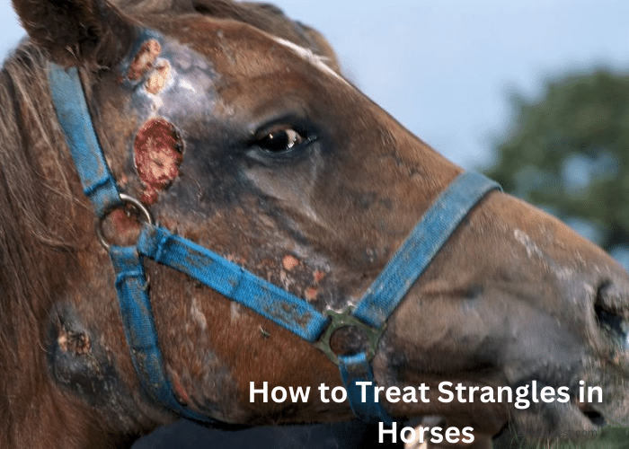 How to Treat Strangles in Horses