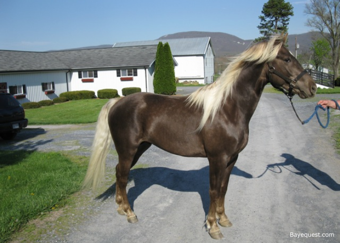 Kentucky Mountain Horse