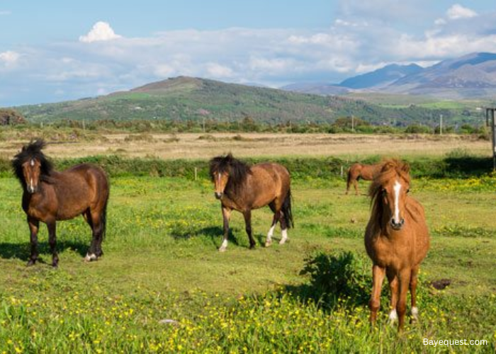 Kerry Bog Pony