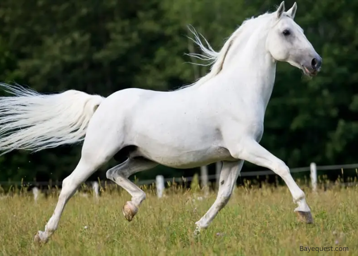 Lipizzan Horse