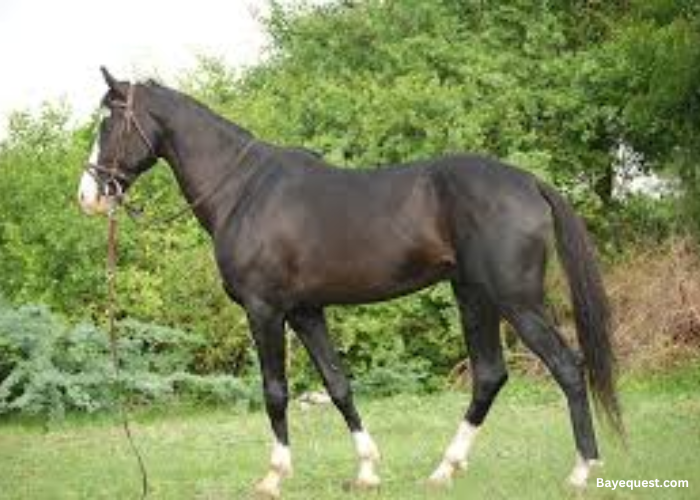 Morwari Horse