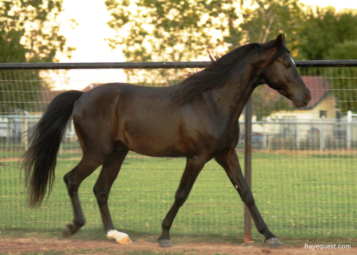 Missouri Fox Trotter