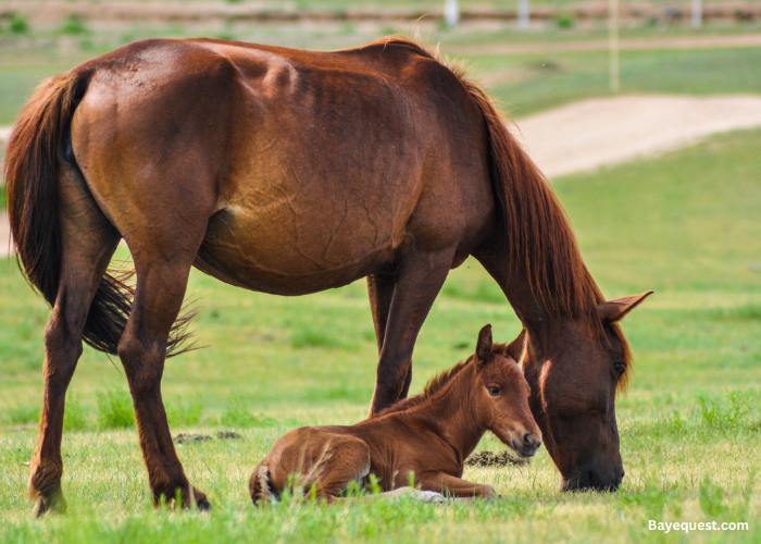 Morgan horse