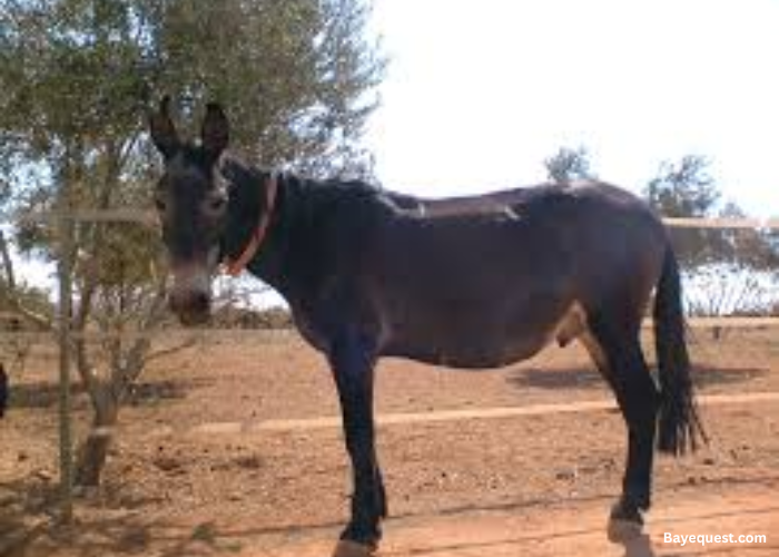 Mule