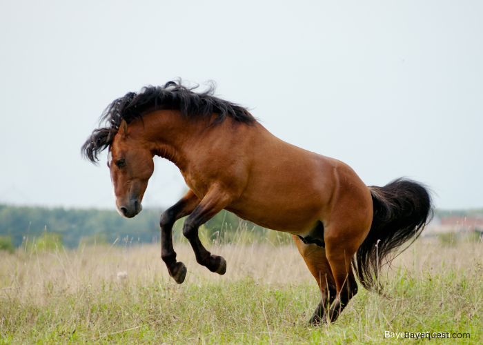 Mustang Horse