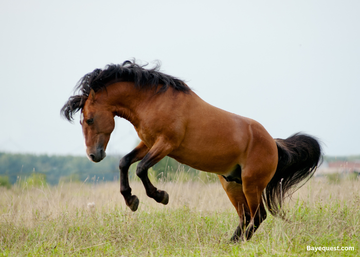 Mustang