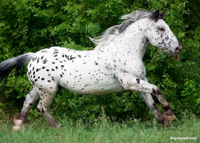 Noricker Horse