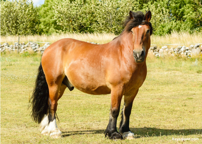 North Swedish Horse