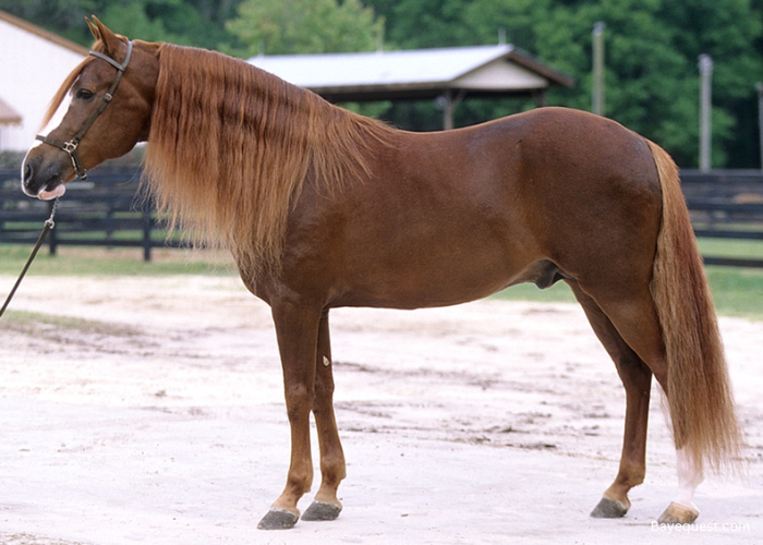 Paso Fino