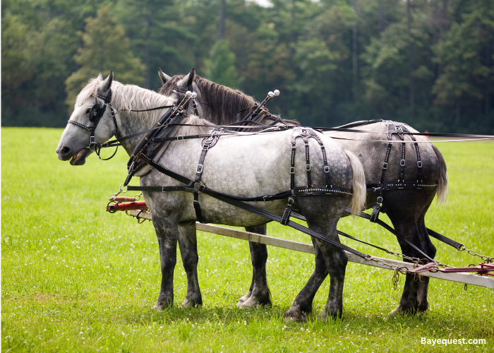 Percheron