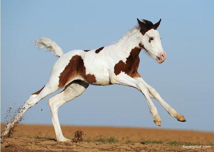 Pintabian Horse
