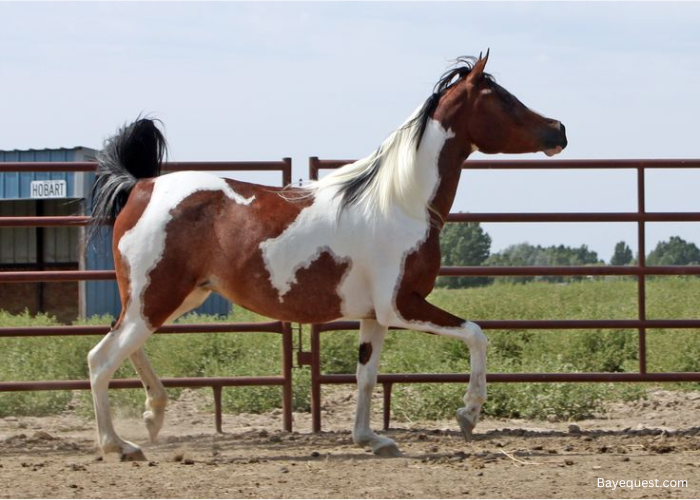 Pintabian Horse