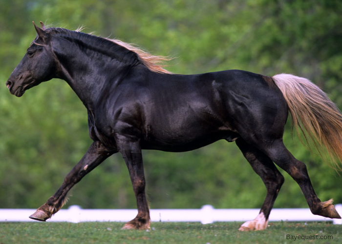 Rocky Mountain Horse
