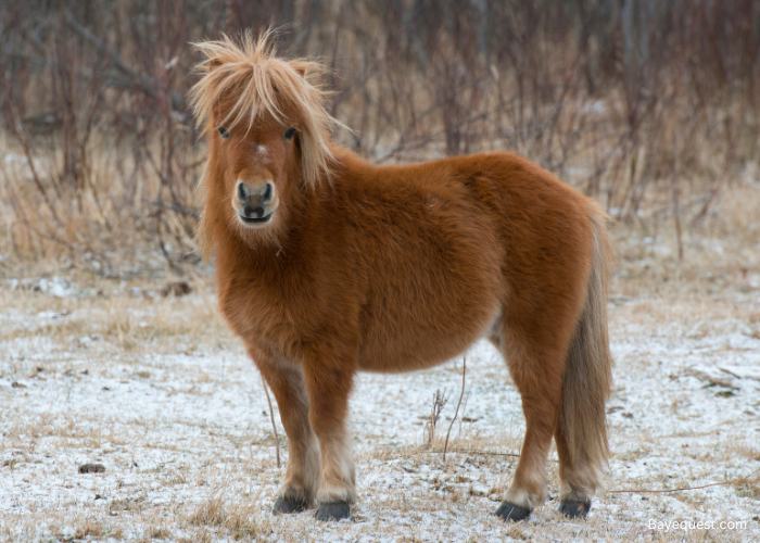 Shetland Pony