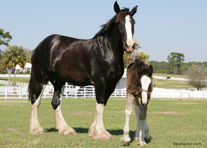Shire Horse