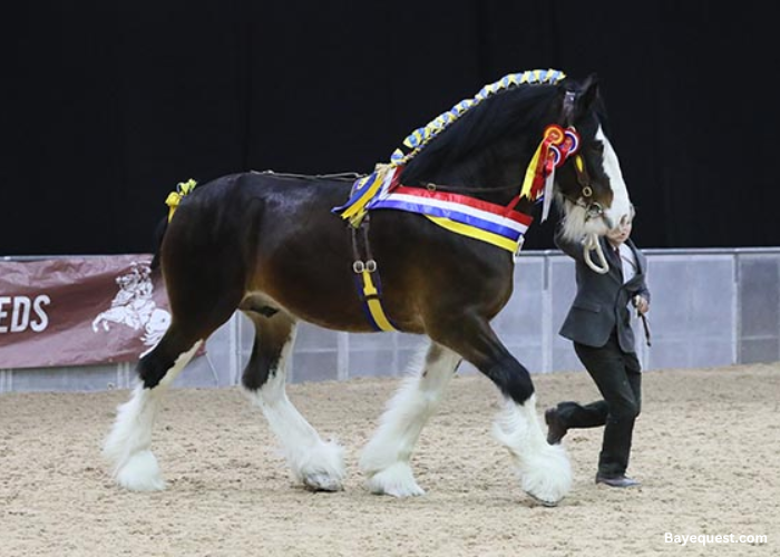 Shire Horse