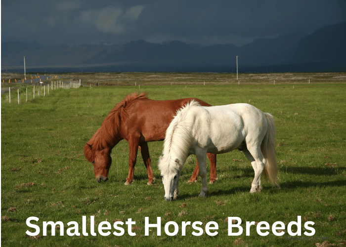 Smallest Horse Breeds